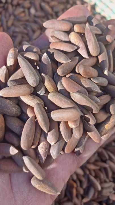 High%20Quality%20Chilgoza%20/%20Pine%20Nuts%20/%20Gilgit%20Specail%20Shogat%201%20kg%20(1000g)%20-%20Image%202