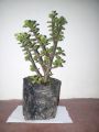 Jade Plant ( feng shui plant / money plant ). 