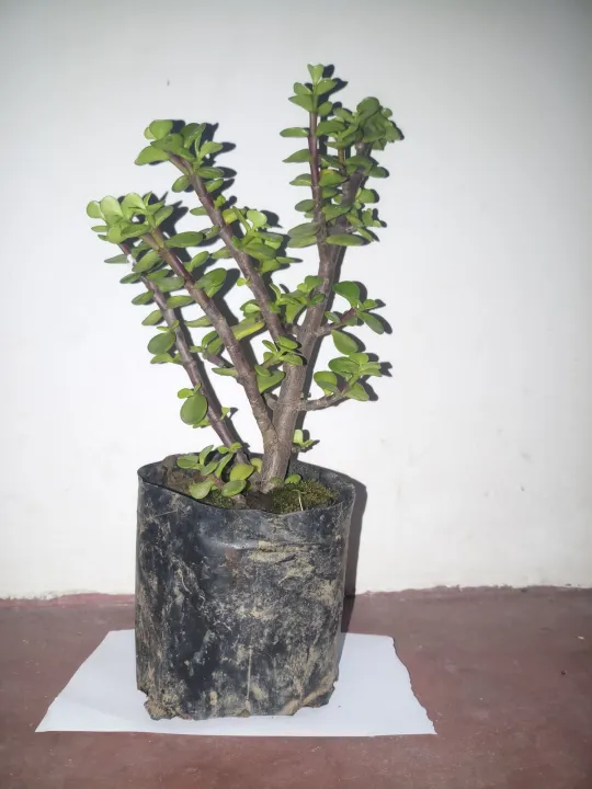 Jade%20Plant%20(%20feng%20shui%20plant%20/%20money%20plant%20)%20-%20Image%204