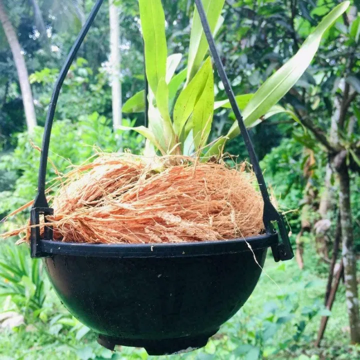 1kg%20Coconut%20Husk%20Fiber%20100%25%20Natural%20Growing%20Media%20Coir%20Fiber%20for%20Orchid,%20Anthurium%20&%20Hoya%20Plant%20Home%20Gardening%20-%20Image%204