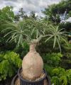 Adenium Nova Tanzania Seeds grown plant.