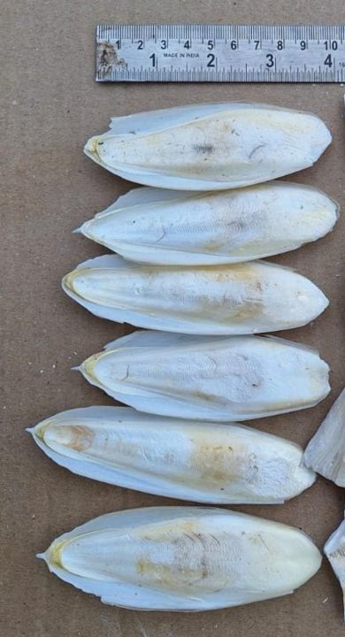 Natural%20Bird%20Cuttlefish%20Bone%20%7C%20High%20Calcium%20Food%20for%20Birds%20(100g)%20%7C%20%E0%A6%AA%E0%A6%BE%E0%A6%96%E0%A6%BF%E0%A6%B0%20%E0%A6%95%E0%A7%8D%E0%A6%AF%E0%A6%BE%E0%A6%B2%E0%A6%B8%E0%A6%BF%E0%A6%AF%E0%A6%BC%E0%A6%BE%E0%A6%AE%20%E0%A6%AB%E0%A7%81%E0%A6%A1%20%7C%20Lovebird,%20Budgie,%20Cockatiel%20Calcium%20Supplement%20-%20Image%206