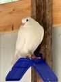 20 Pcs Dove Rest Stand, Lightweight Pigeon Perches Plastic Birds Roost Holder, Pigesons Dwelling Frame Birdcage Accessories. 