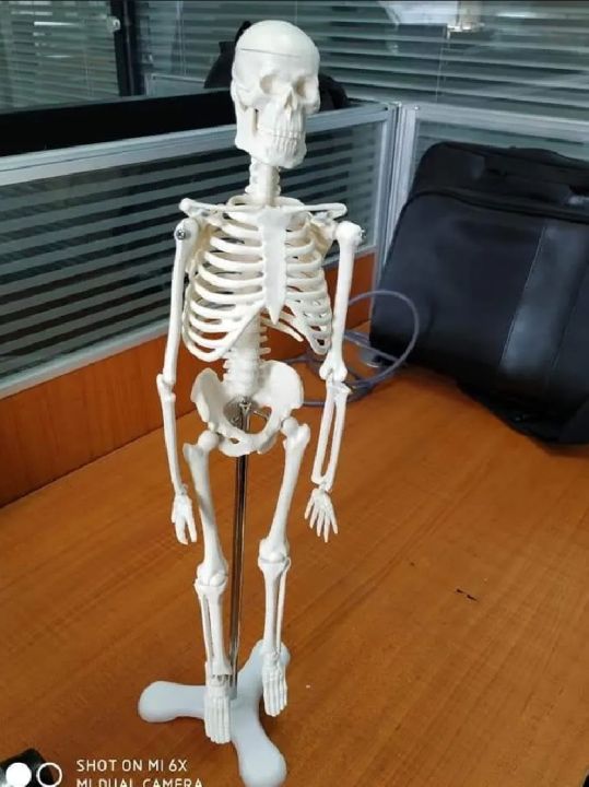Mini%20Skeleton%20For%20student%20%20-%20Human%20Skeleton%20Model%20for%20Anatomy%20Anatomical%20Skeleton%20Human%20Skeleton%20Anatomy%20Skeleton%20Model%2017in%20-%20Image%204