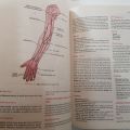 CLINICAL ANATOMY AN ILLUSTRATED REVIEW WITH QUESTIONS AND EXPLANATIONS 10TH EDITION BY RICHARD S.SNELL. 