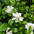 Gardenia plant/ flower plant/ live plant/ Outdoor plant/ rose flower plant. 