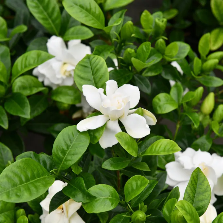 Gardenia%20plant/%20flower%20plant/%20live%20plant/%20Outdoor%20plant/%20rose%20flower%20plant%20-%20Image%205