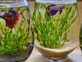 Betta fish Bowl/ Glass Bowl for mini planted terrarium, planted. 