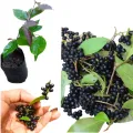 Abilla rare Sri Lankan fruit plant. 