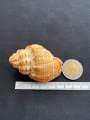 Natural lychee snail shell. 