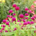 Flower Seeds Of Makhamali - Gomphrena Seeds For Garden And Balcony 50+. 