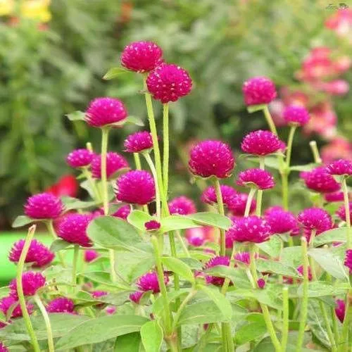 Flower%20Seeds%20Of%20Makhamali%20-%20Gomphrena%20Seeds%20For%20Garden%20And%20Balcony%2050+%20-%20Image%202