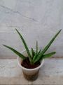 Aloe vera plant. 