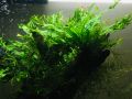 Microsorum Pteropus - Live Aquarium Plants. 
