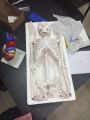 Artificial Human Skeleton model 85Cm.