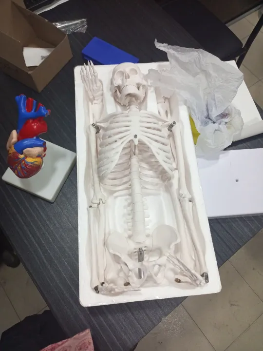 Artificial%20Human%20Skeleton%20model%20%2085Cm%20-%20Image%204