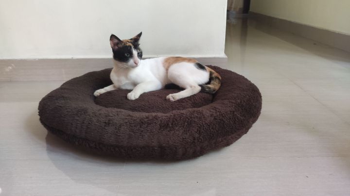 Round%20Pet%20bed%20for%20cats%20and%20dogs%20double%20side%20use%20-%20Image%203
