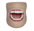 Dental Care Model(With Cheek)
Product No: XC-403D.