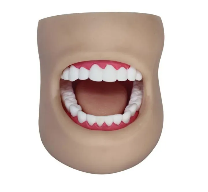 Dental%20Care%20Model(With%20Cheek)%0AProduct%20No:%C2%A0XC-403D%20-%20Image%202