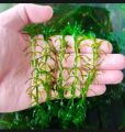 Hydrilla LOW TECH AQUATIC PLANT BUNCH OF 7 |

Aquarium Live Plants Online – Freshwater Aquarium Plants for Sale in Pakistan,. 