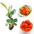 Rathu waraka red jack fruit gini waraka fruit plant. 