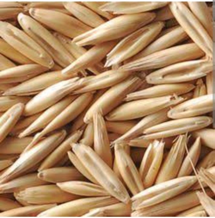 Oat | Jai | Javi | Oat seeds | organic oat seed | 500 gram oat | wholesome Oat seeds |   جوی | جئ | جئ کے بیج