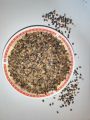 Buckwheat (Sweet). 
