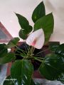 Anthurium Lady jane. 