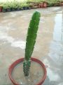 cactus live plant. 