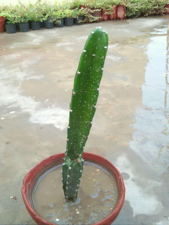 cactus live plant