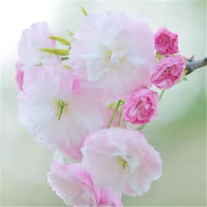 Ready%20to%20ship%20(30%20seeds),%20cherry%20blossom,%20cherry%20blossom,%20Sakura,%20Japanese%20tree,%20garden,%20decoration,%20Sakura,%20seed%20cultivation,%20bonsai,%20seeds%20100%25%20-%20Image%202