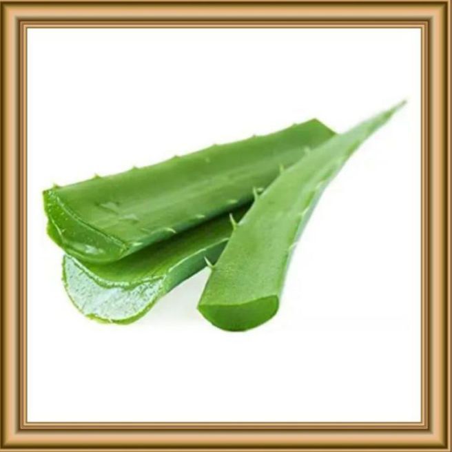 Original An Natural Aloe Vera Leaves Big 4 Leaves Full Of Fresh Natural Grown In Home Full Organic Aleo Vera Plant