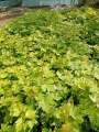 Seedless Sundar khani Grapes Vine plant with pot | Seedless grapes, Export Quality plant by Plant Parlour , Fruiting in pot | Fruit plants | Outdoor Plant. 