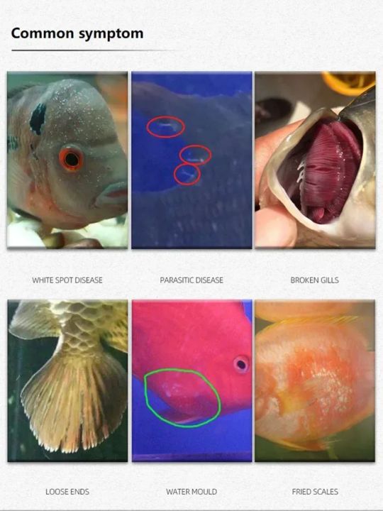 310ML%20Methylene%20Blue%20Solution%20Ornamental%20Fish%20for%20Aquarium%20Removal%20of%20White%20Spots%20and%20Fish%20Disease%20Medicine%20Koi%20Goldfish%20Betta%20-%20Image%203