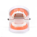 1pc Dental Standard Teeth Model - Realistic Human Teeth for Teaching and Studying Perfect for Brushing Practice Toddler Montesso. 