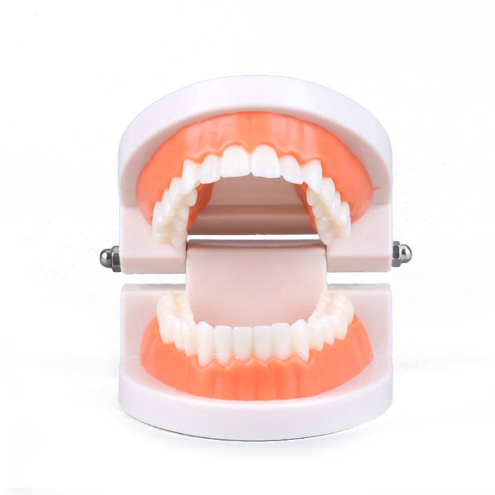 1pc%20Dental%20Standard%20Teeth%20Model%20-%20Realistic%20Human%20Teeth%20for%20Teaching%20and%20Studying%20Perfect%20for%20Brushing%20Practice%20Toddler%20Montesso%20-%20Image%206