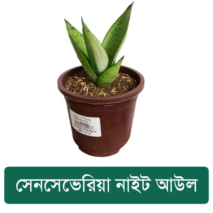 Senciveria%20Black%20Star/Night%20Owl%20/%20Birds%20nest%20with%20pot%20-%20Indoor/Outdoor%20Plant%20-%20Image%203