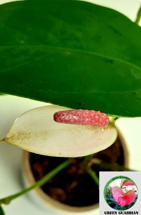 Natural%20Anthurium%20Plants%20-%20Lady%20Jane%20Variant%20%20with%20Eco%20friendly%20Cardboard%20Pot%20-%20Image%202