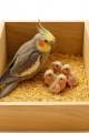 Natural Wood Shavings for Bird & Small Pet Nesting Perfect for Cockatiel, Lovebird, Hamster, Guinea Pig & More. 