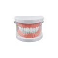 1pcs Cheap Standard Dental Model Teeth Teaching Model Plastic Teeth Model For Dentist Dental Students Studying Education Display. 