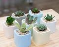 Mini cactus vase for home decor also plantable or other useable(without plant). 
