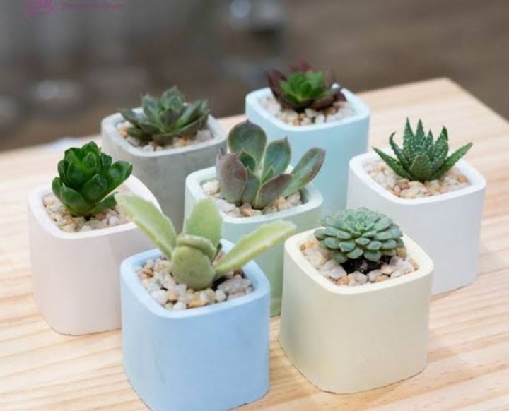 Mini%20cactus%20vase%20for%20home%20decor%20also%20plantable%20or%20other%20useable(without%20plant)%20-%20Image%204