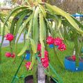 BARI-1 (3pich) Dragon Fruit For Home Gardening - Cutting of Dragon Fruit Plant With roots. 