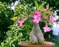 Adenium desert rose exclusive automated bonsai for garden. 