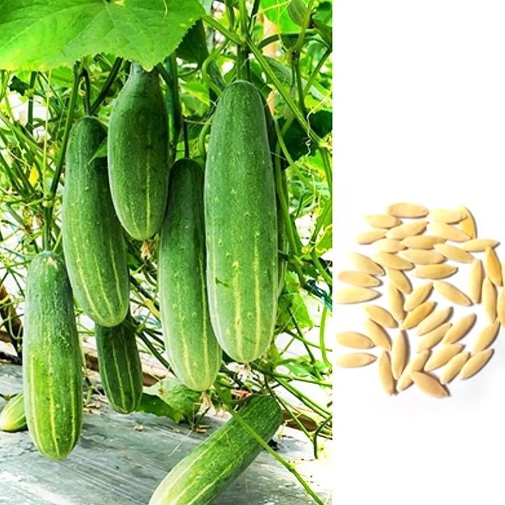 Cucumber 60 seed,  ( cucumber - perennial 50 seed)