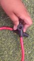 Motorcycle spark plug cable | split fire spark cable | original split fire | red and black combination. 