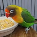 crushed corn 500g(makai ka dalya) for Birds, Budgies, Lovebirds & Parrots(Dry&organic). 