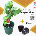 Imported Red ruby Grape Vine plant with pot | grapes vine | ( Not seeds) Real | Plant Parlour. 