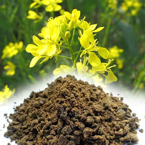 Mustard cake Fertilizer/Mustard cake/Organic Fertilizer/Sarso Khali/1 kG