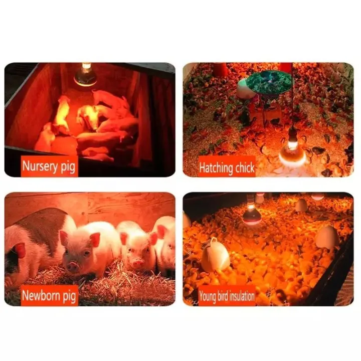 Infrared%20Heat%20Lamp%20Poultry%20Brooder%20Chicks%20Or%20Birds%20farming%20Waterproof%20Hatching%20Puppies%20%20Piglet%20Bulb%20for%20Chicken%20-%20Image%206
